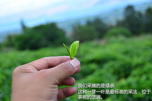 壁虎中国行第一天 在大理苍山采茶制茶