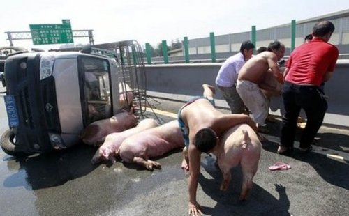 福州车祸十二头猪被甩路面 险成铁板烧