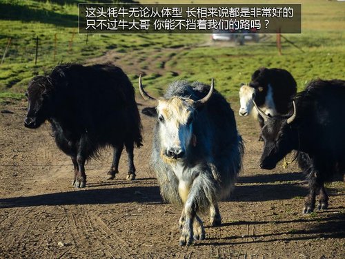 感受别样甘肃/献爱心 福特翼虎无尽之旅