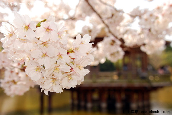 又是一年樱花季 武汉交管局推出行方案