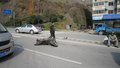 途观 上海大众 途观图片