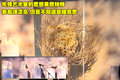 逍客 东风日产 逍客 2011款图片