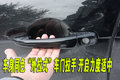 雪铁龙C6(海外) 雪铁龙(进口) C6图片