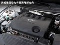 福美来 图片