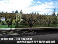 揽胜极光（进口） 图片
