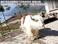 寶駿630 圖片