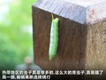 奔驰C级 图片