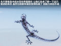 奥迪A8 图片
