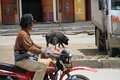 帕拉丁 图片