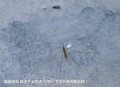 帕拉丁 图片