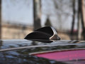 沃尔沃XC60(进口) 2014款 3.0T 自动 智雅版图片