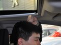 标致301 1.6L 自动 豪华版 2014款图片