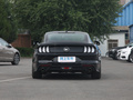 Mustang 图片