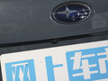 旭豹 图片