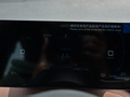 海鸥 图片