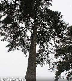 一汽马自达  马自达8 2.3 AT