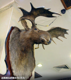 一汽马自达  马自达8 2.3 AT