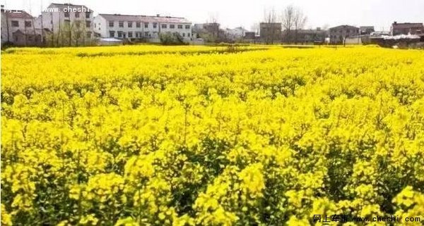 油菜花开，游览南京周边最“黄”的地方-图3